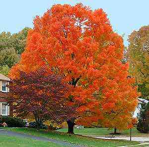 A large Sugar Maple with leaves which are radiant orange and red fall colour.