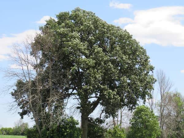 A fully mature Swamp White Oak