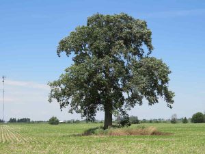A fully mature Swamp White Oak