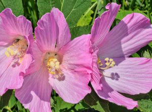 3 pink swamp rose mallow flowers