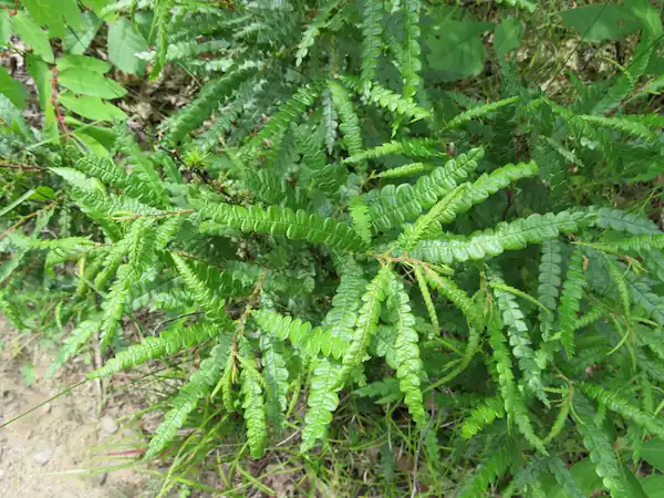 Sweetfern in Constance Bay is a charismatic shrub 
