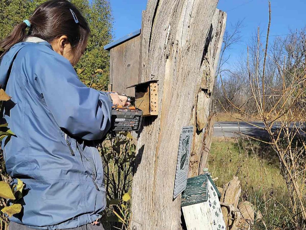 A research scientist taking apart the bee hotel