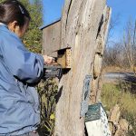 A research scientist taking apart the bee hotel