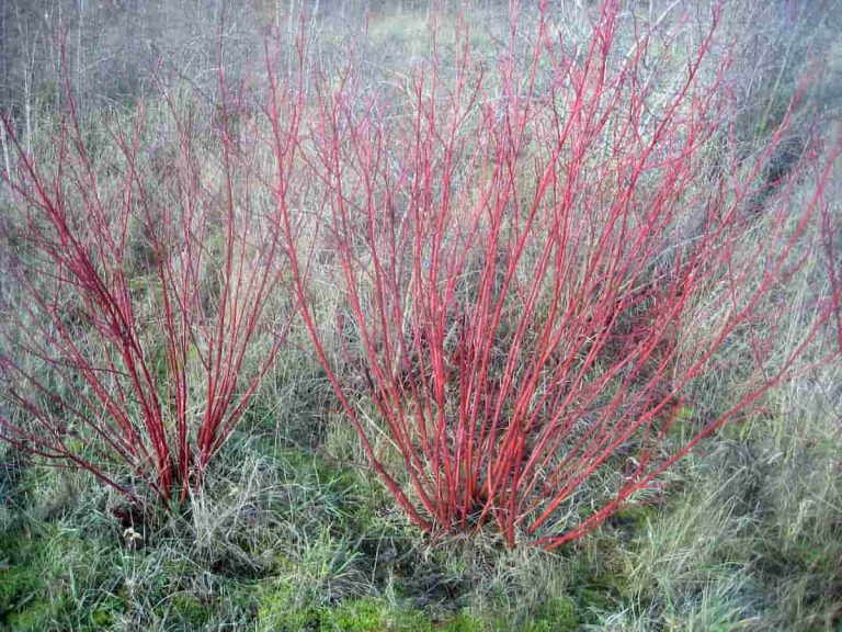 10 Trees and Shrubs with Colorful Bark