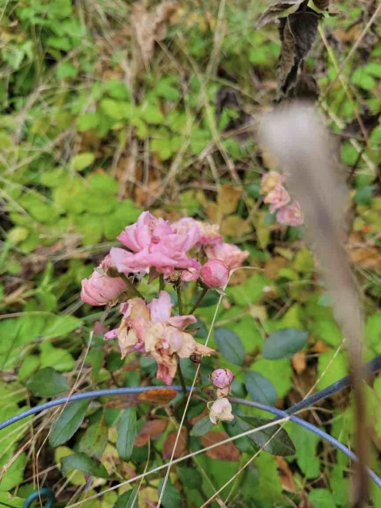 Fairy Rose at the end of season, wilting.