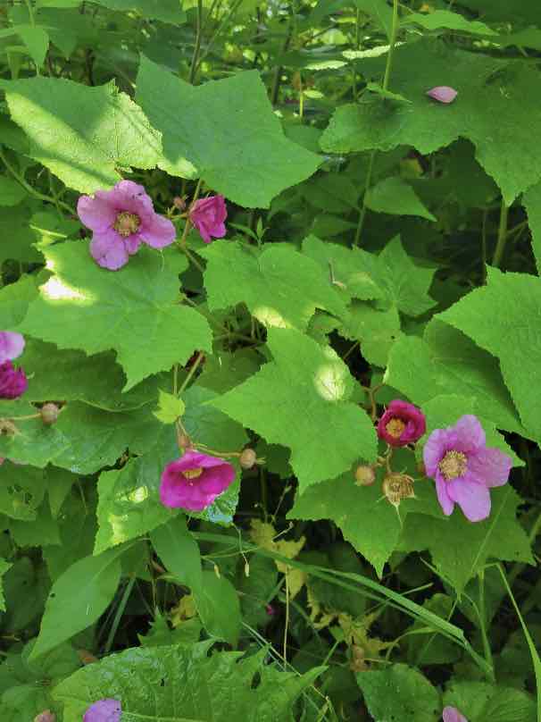 A thimbleberry bush with its pink and burgundy flowers