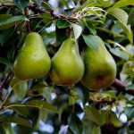3 pears in a pear tree