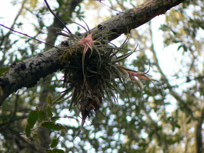 bromeliad plant care tillandsia