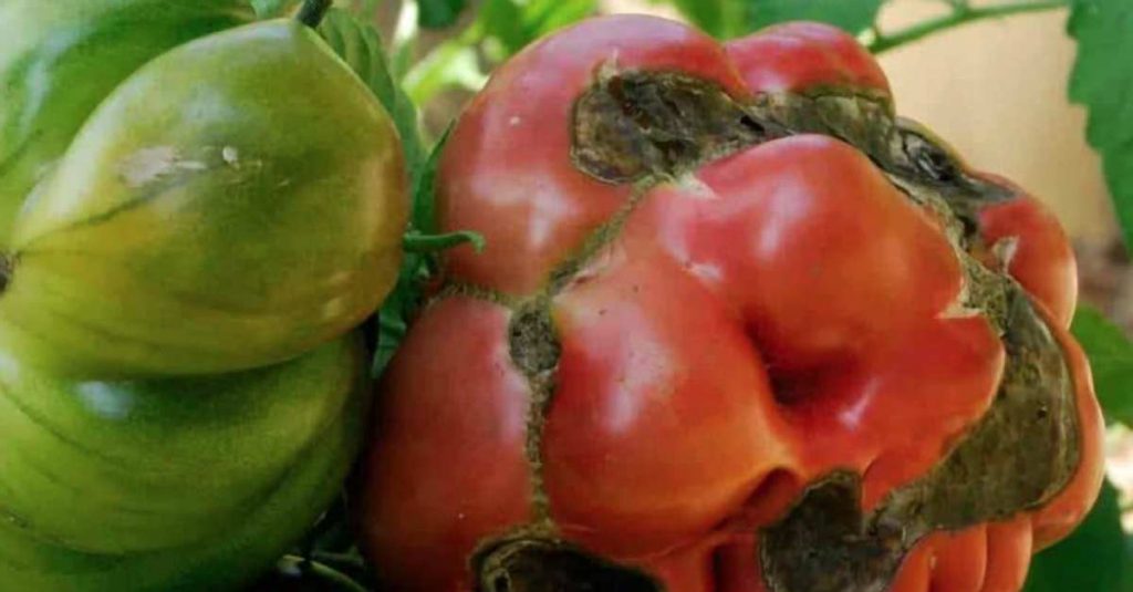 Tomatoes afflicted with blight