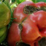 Tomatoes afflicted with blight