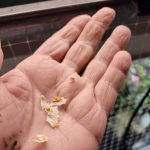 Tomato Seeds on paper towels in the palm of a hand