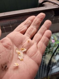 Tomato Seeds on paper towels in the palm of a hand