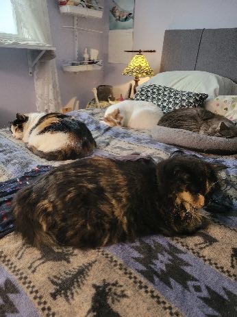 Cats on a curled up on a bed