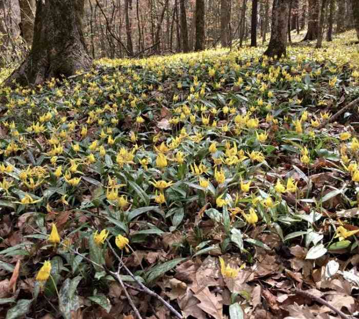 A field of trout lilies