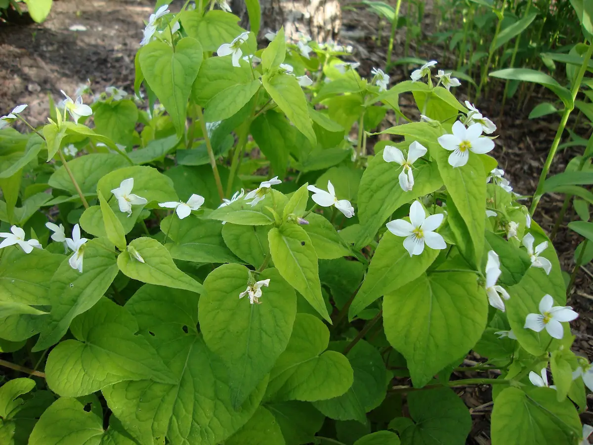 A Viola canadensis plant showing leaves and flower