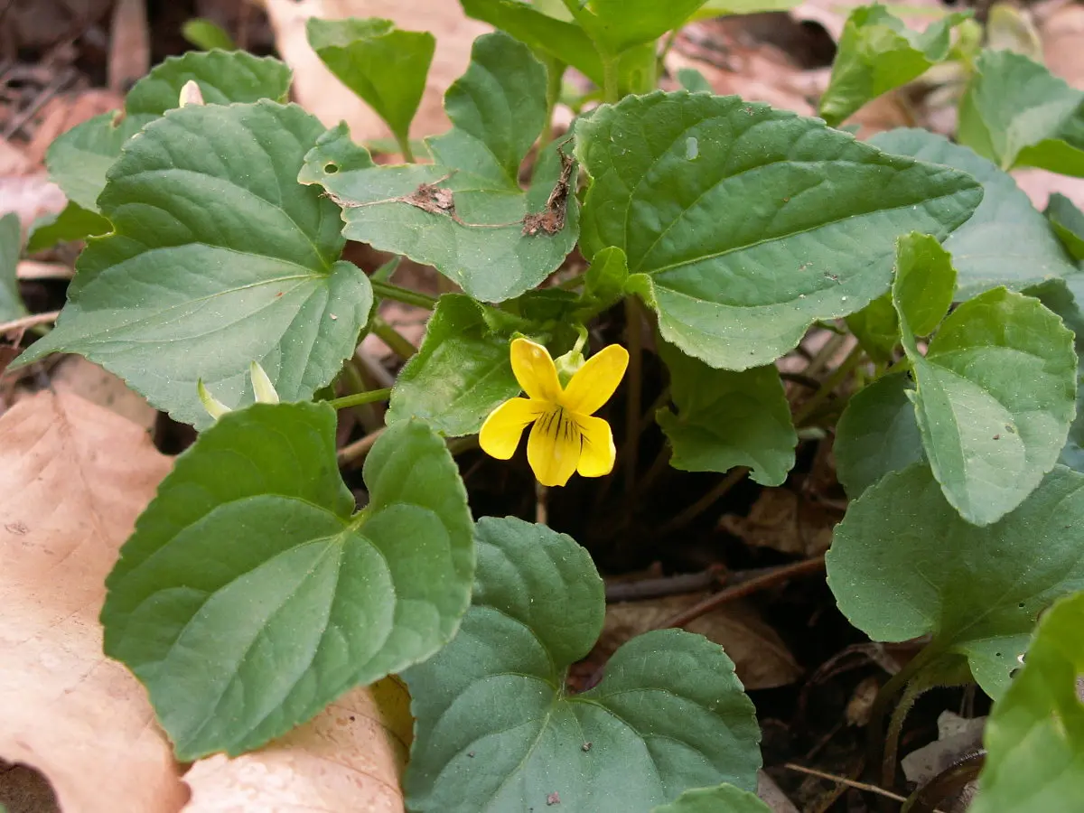 Yellow Violet plant, leaf and flower
