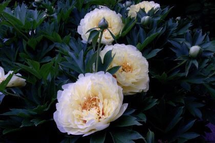 Three white peony flowers in full bloom