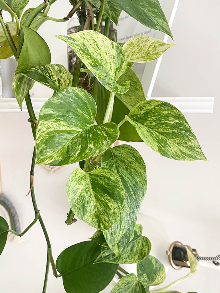 A climbing Marble Queen Pothos