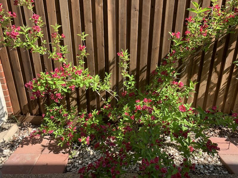 A red weigela bush planted against a wood fence
