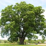 A large, fully leaved, mature White Oak in a field