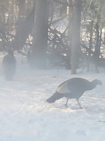 Wild turkey feeding on snow