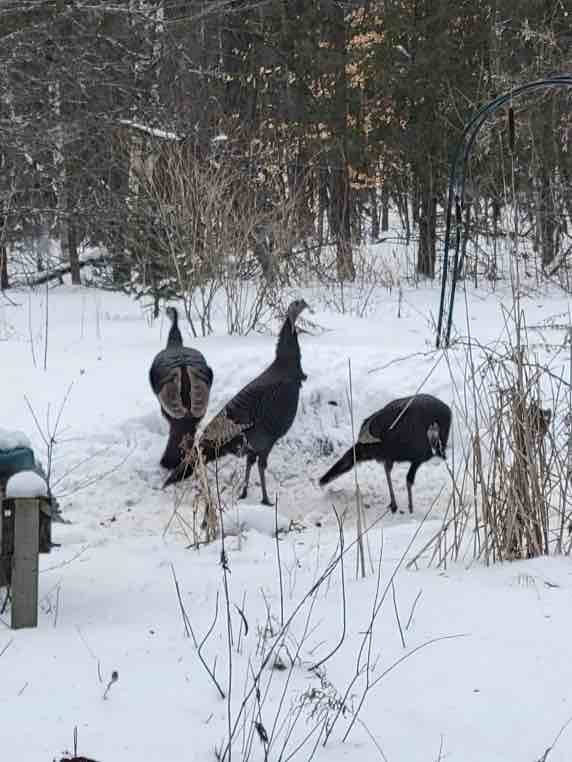 Wild Turkeys on snow