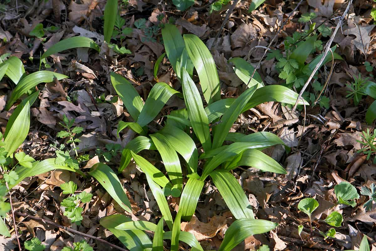A wild leek plant with a cear view of its leaves