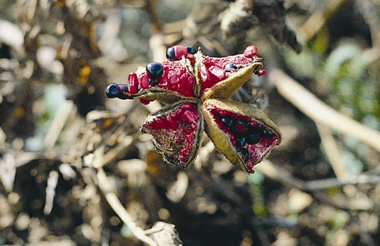 Wild peony going to seed