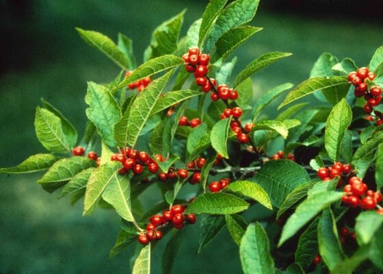 Winterberry shrub with its bright red berries