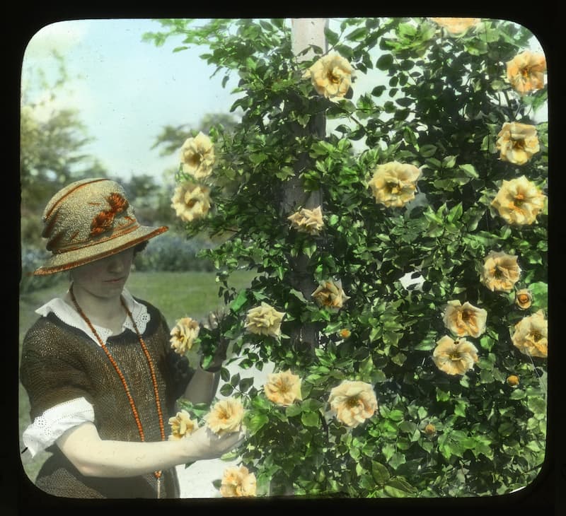 A vintage photo of Emily Gray yellow rose bush with a woman, probably Emily Gray herself