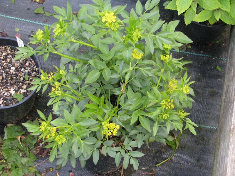 Zizia  plant with its small yellow flowers