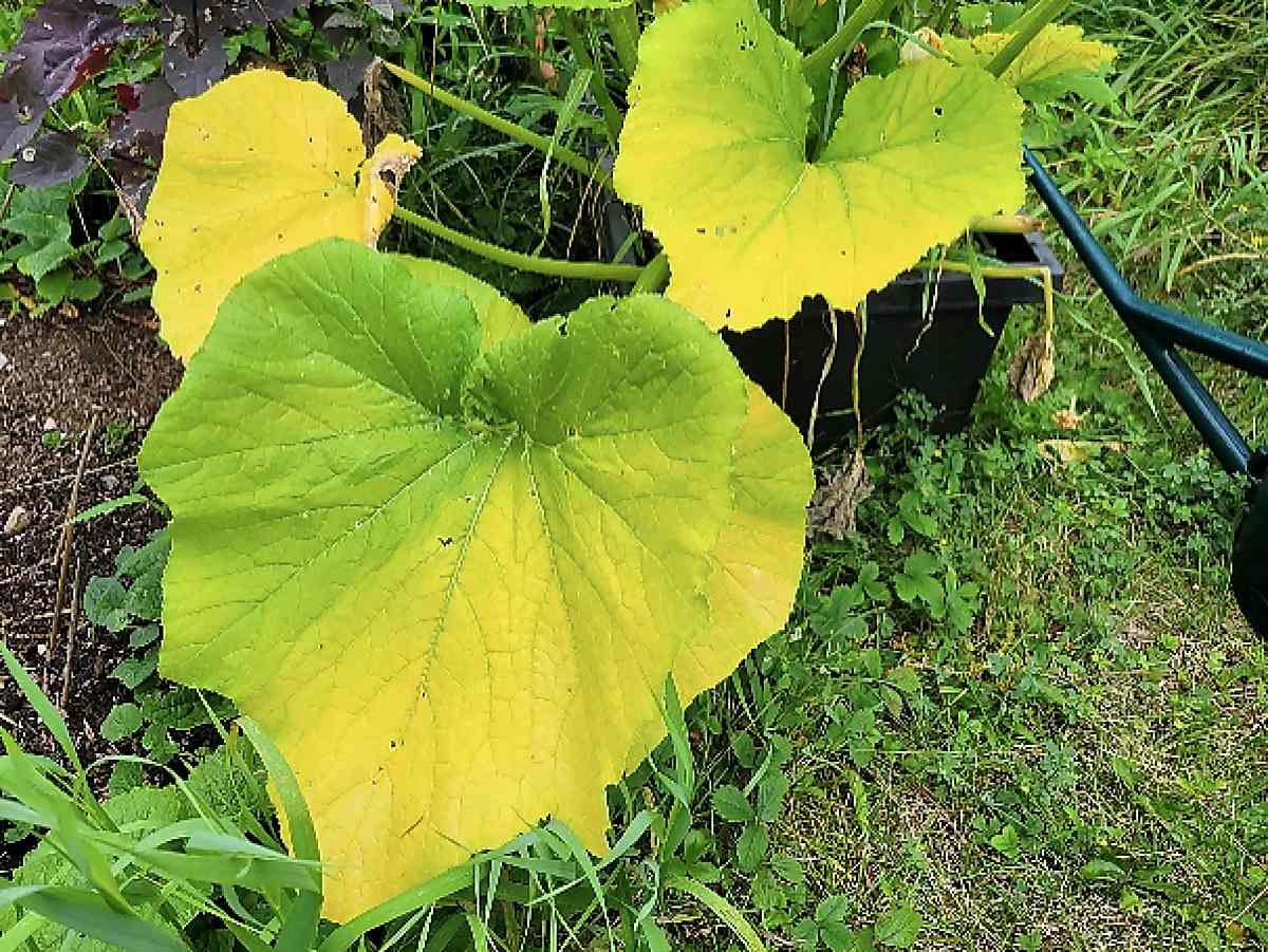 Zucchini with yellowing leaves as a sing of magniesium deficiency