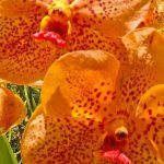 Bright orange orchids in full bloom