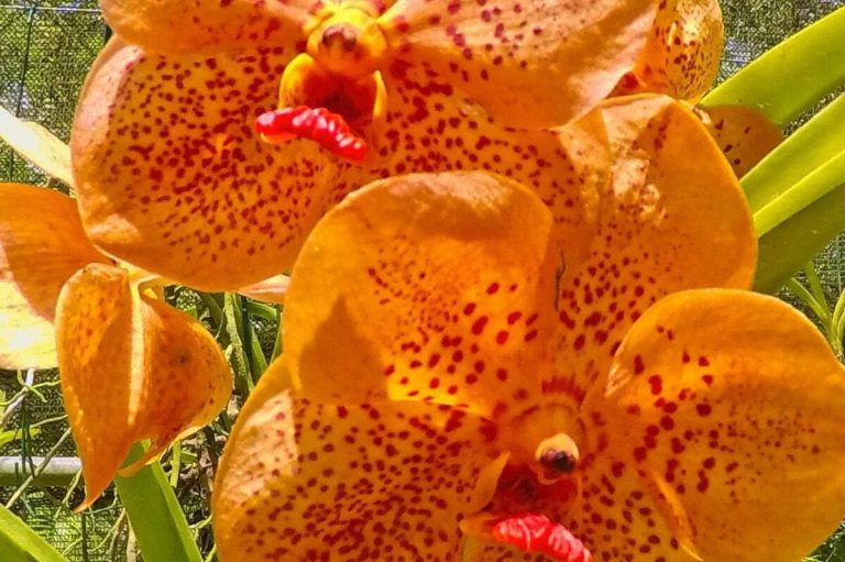 Orchids at the Vallarta Botanical Garden