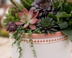 A succulent arrangement in a pot or container
