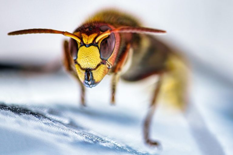 Wasp Removal: Issues and Natural Methods