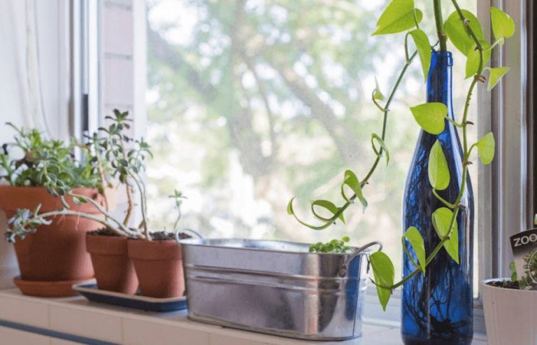 Make the Most of Windowsills & Small Spaces