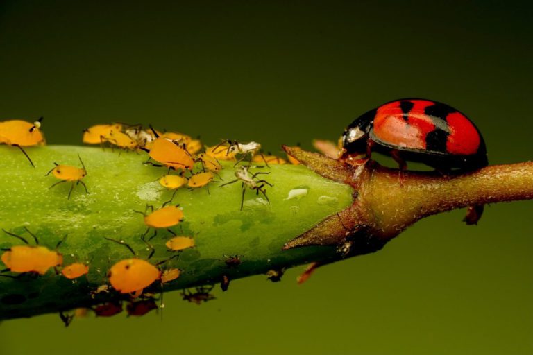 How To Get Rid Of Aphids (and Save Plants)