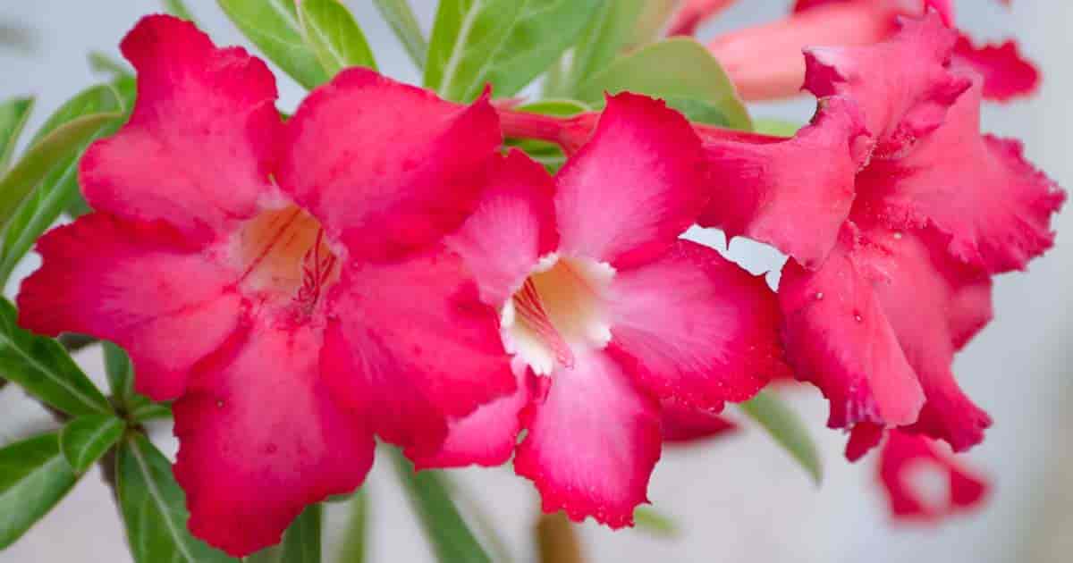 bright flowers of the Desert Rose - Adenium obesum