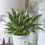 An Aglaonema emerald in a container in the Bedroom