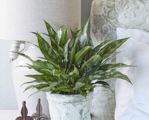 An Aglaonema emerald in a container in the Bedroom