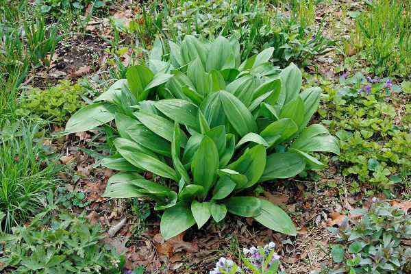 A clump of allium tricoccum WIld leek plants 