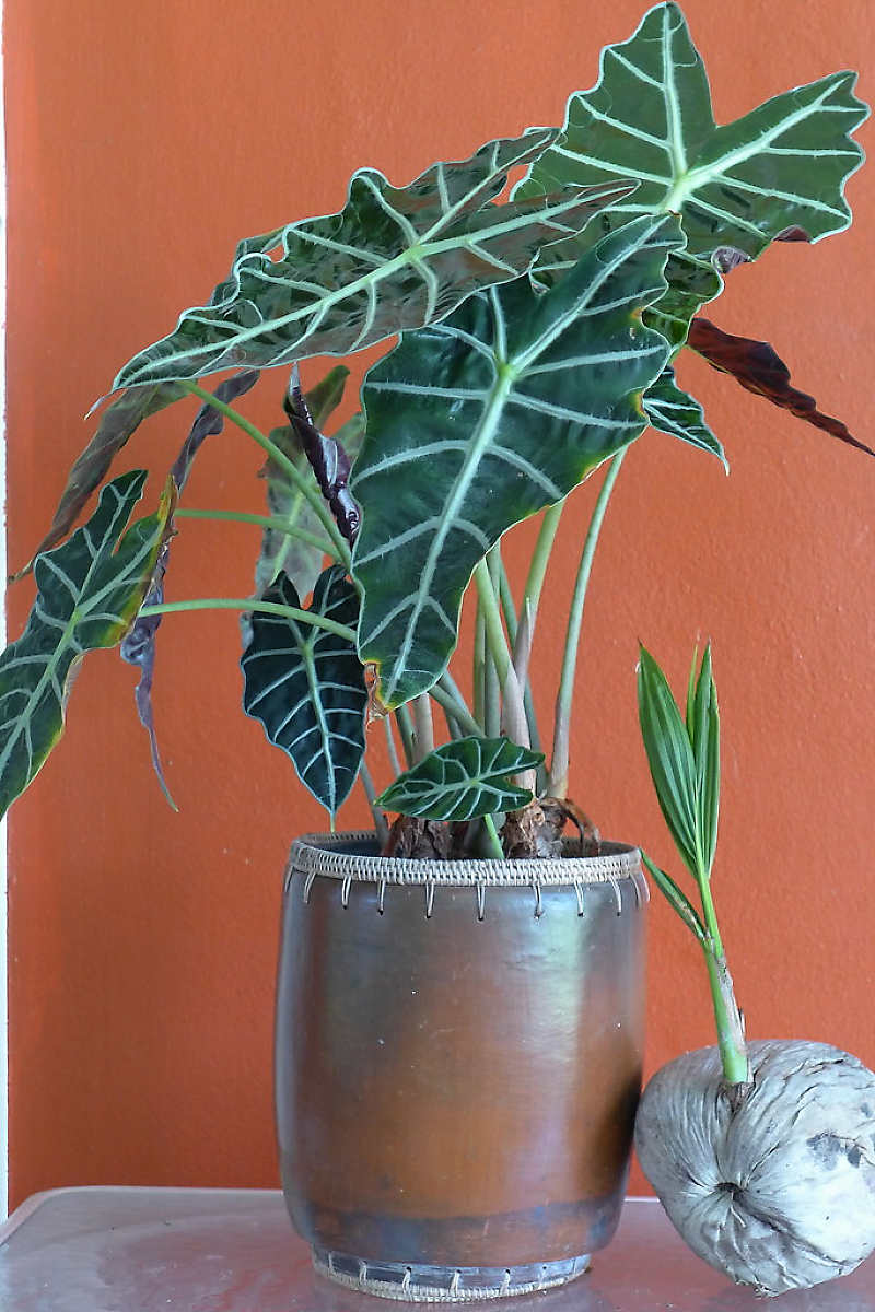 Alocasia polly in a pot or container