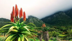 Aloe vera in nature with orange red flowers