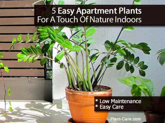 Apartment Plants To Bring Nature Indoors.