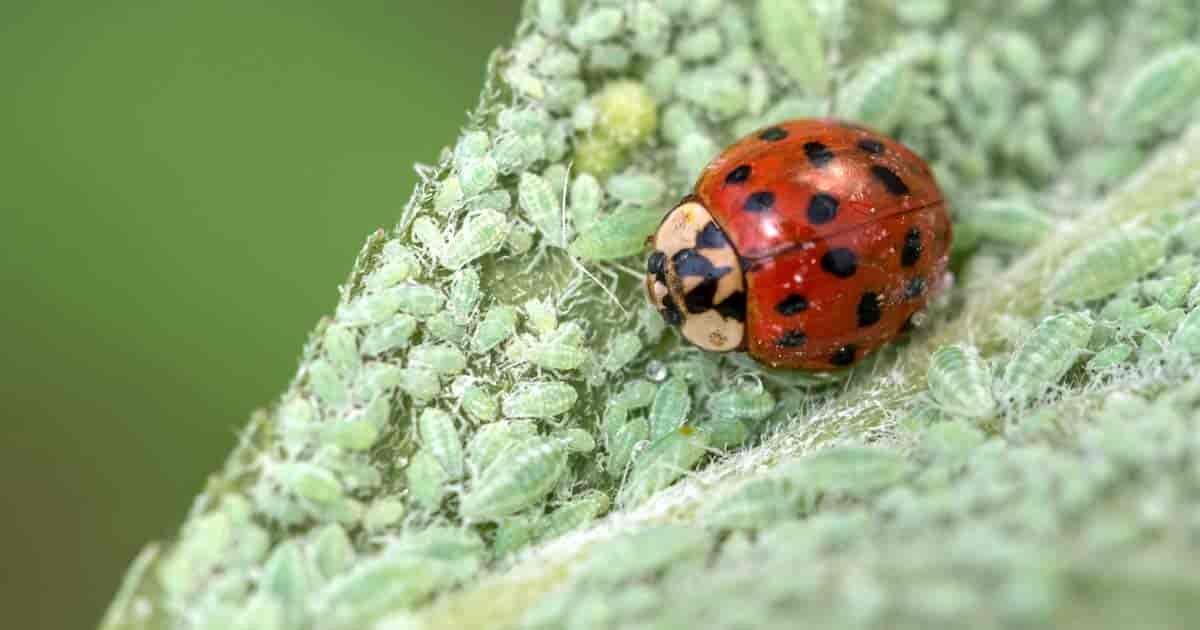 ladybug eating aphid after aphid