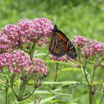 Swamp milkweed flowers with a monarch butterfly feeding on it