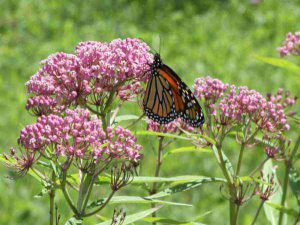 Swamp milkweed flowers with a monarch butterfly feeding on it