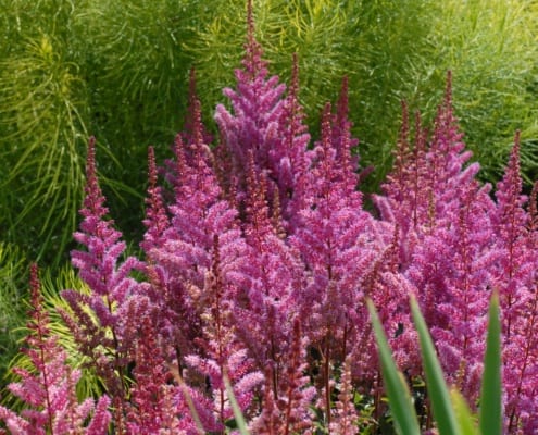 A group of bright pink astilbes