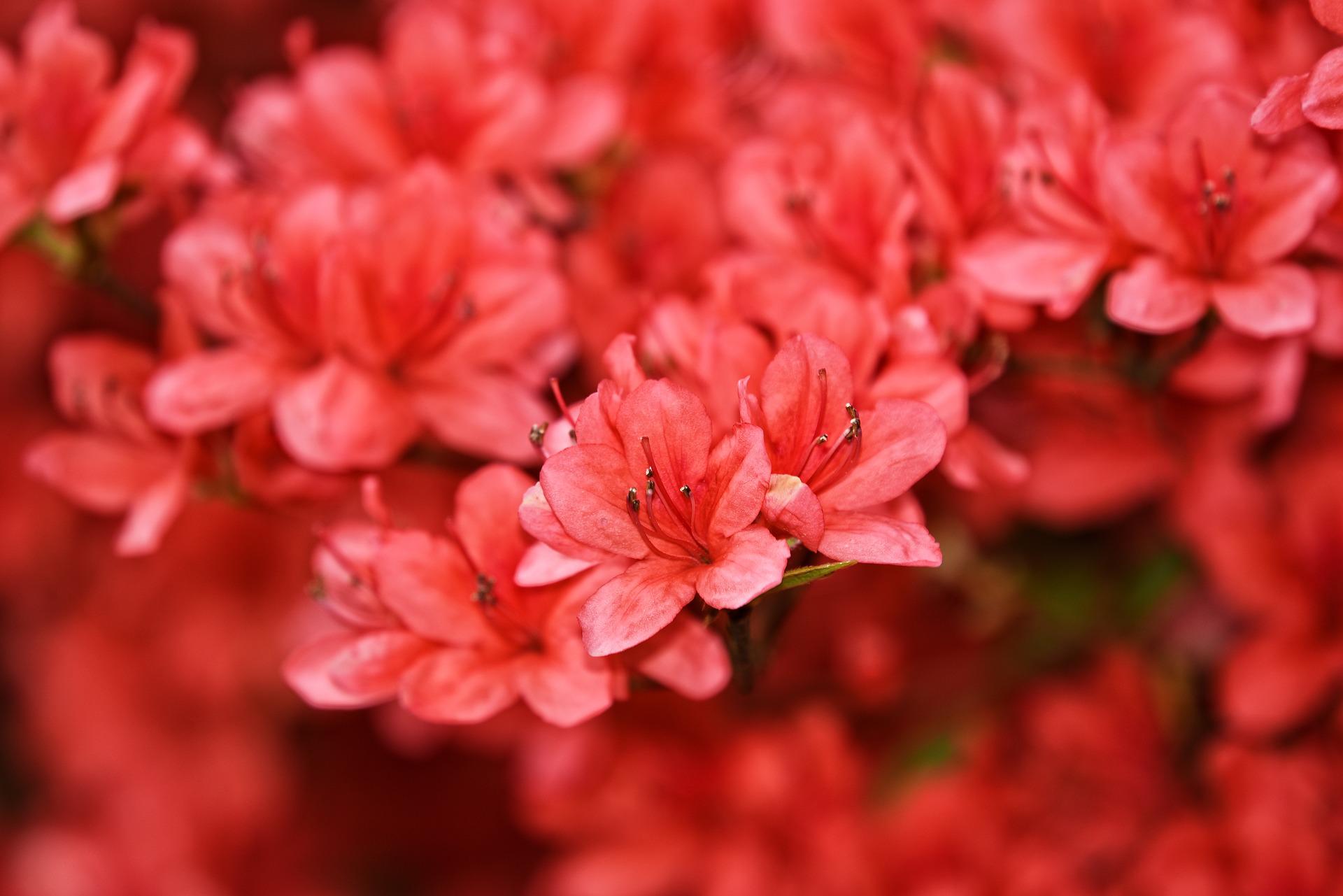 Pink-red azalea petals
